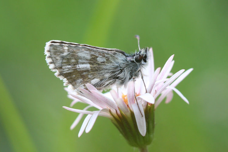 Pyrgus serratulae: Bild 15