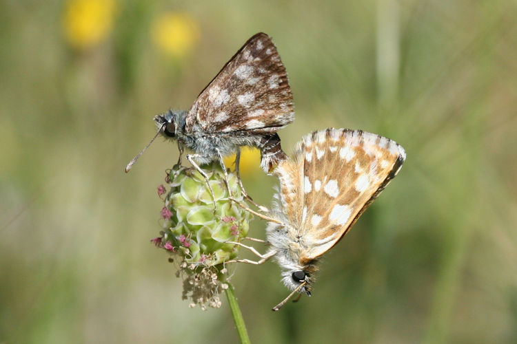 Spialia orbifer: Bild 23