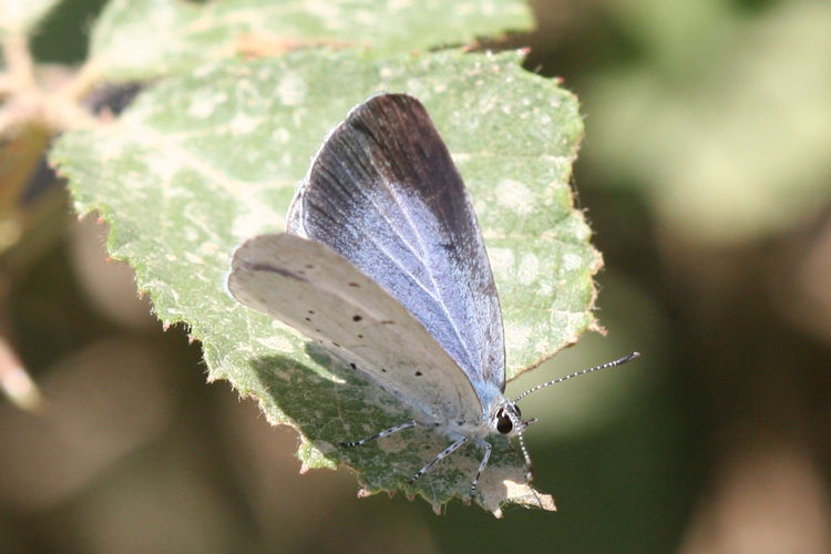 Celastrina argiolus: Bild 5