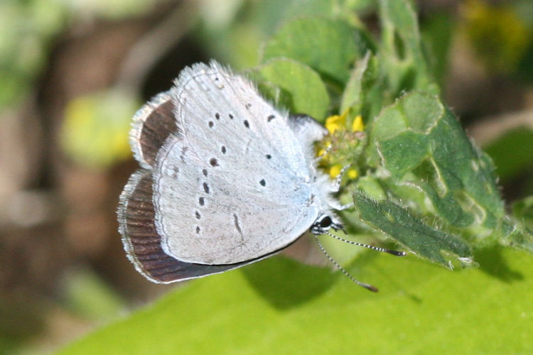Everes alcetas: Bild 20