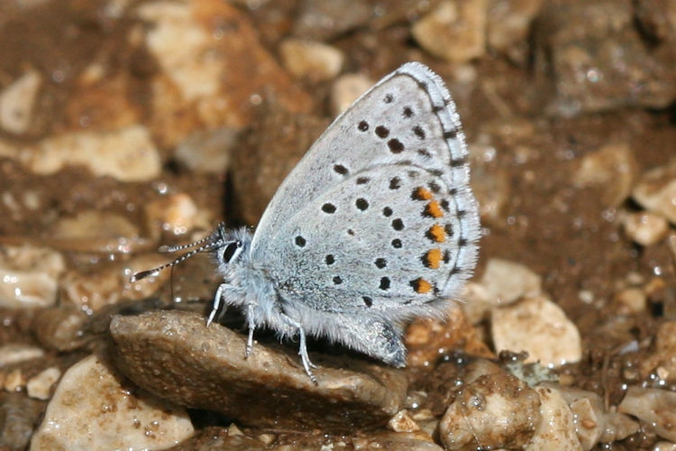 Pseudophilotes vicrama schiffermuelleri: Bild 32