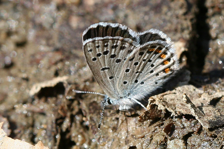 Pseudophilotes vicrama schiffermuelleri: Bild 33