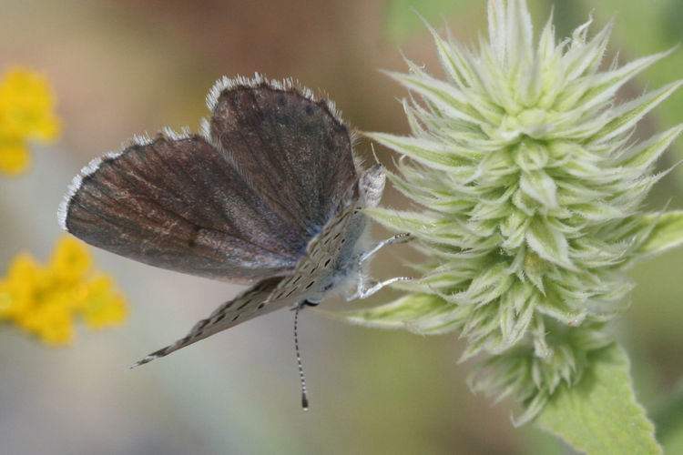 Pseudophilotes vicrama schiffermuelleri: Bild 15