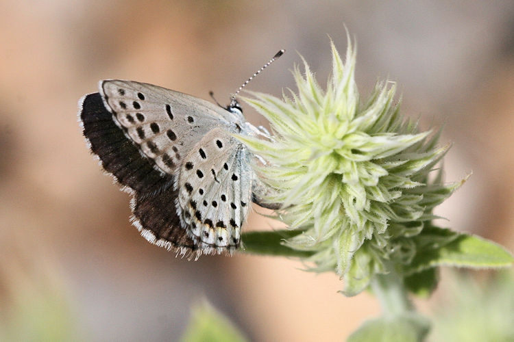 Pseudophilotes vicrama schiffermuelleri: Bild 34