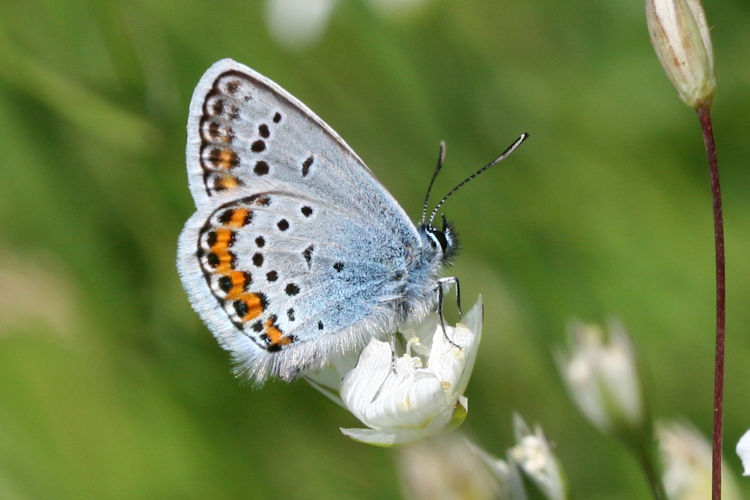 Plebejus argus: Bild 30