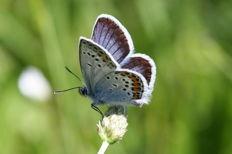 Plebejus argus: Bild 31