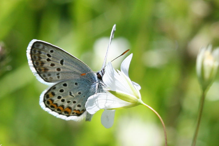 Plebejus argus: Bild 32