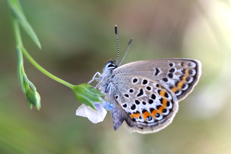 Plebejus argus: Bild 44