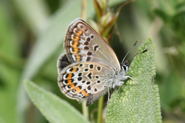 Plebejus argus: Bild 45