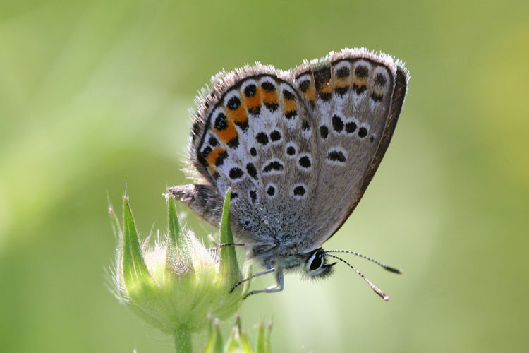 Plebejus argus: Bild 46