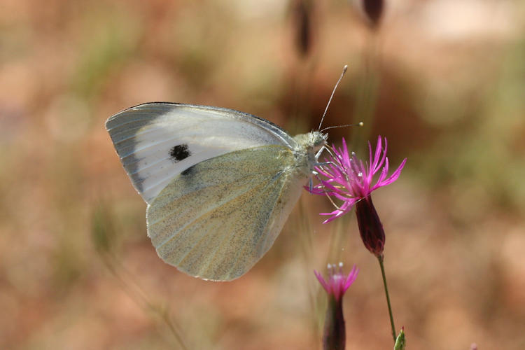 Pieris brassicae: Bild 19