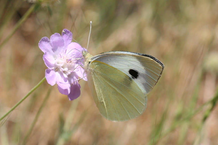 Pieris brassicae: Bild 20