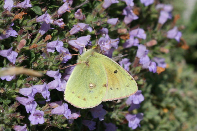 Colias aurorina heldreichi: Bild 7