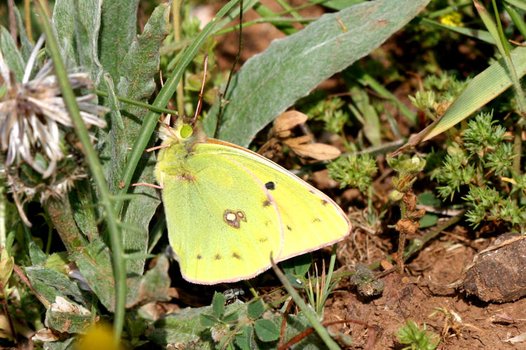 Colias aurorina heldreichi: Bild 10