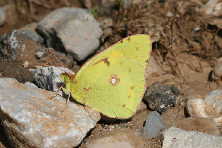 Colias aurorina heldreichi: Bild 11