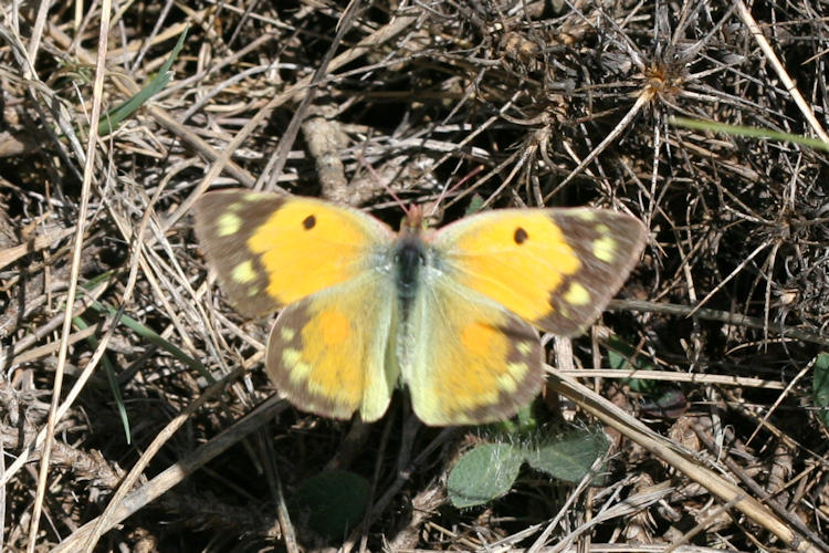 Colias aurorina heldreichi: Bild 25