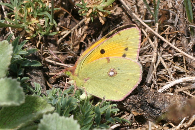 Colias aurorina heldreichi: Bild 17