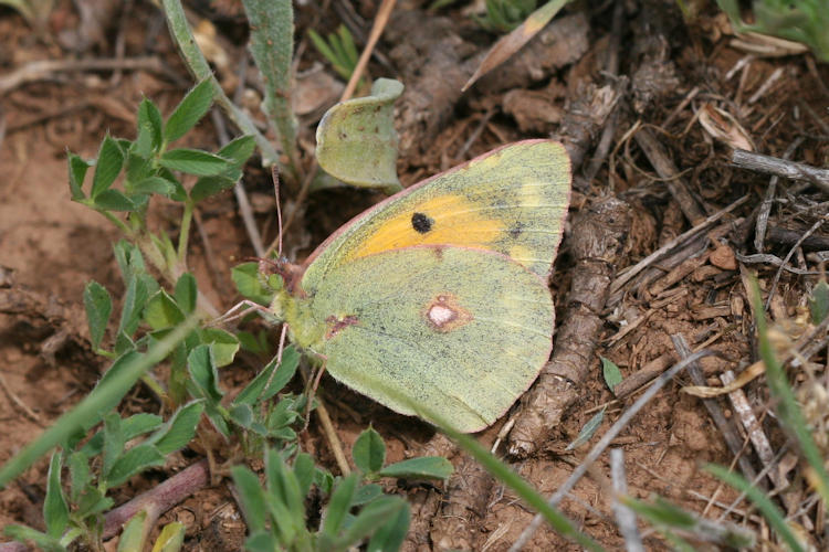 Colias aurorina heldreichi: Bild 18