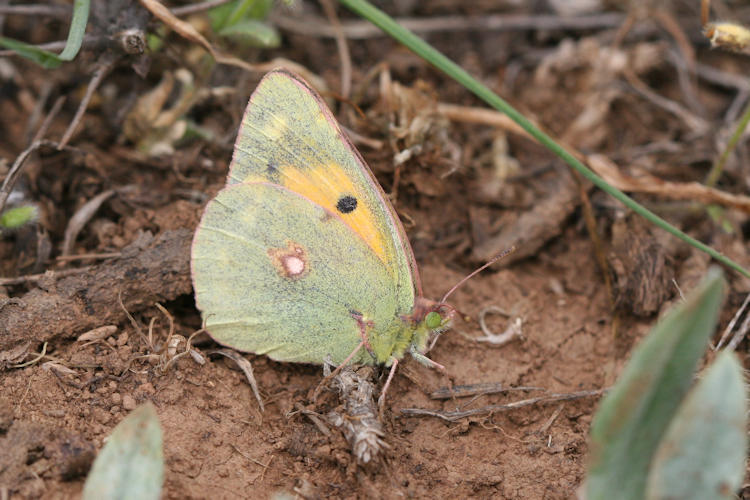 Colias aurorina heldreichi: Bild 19