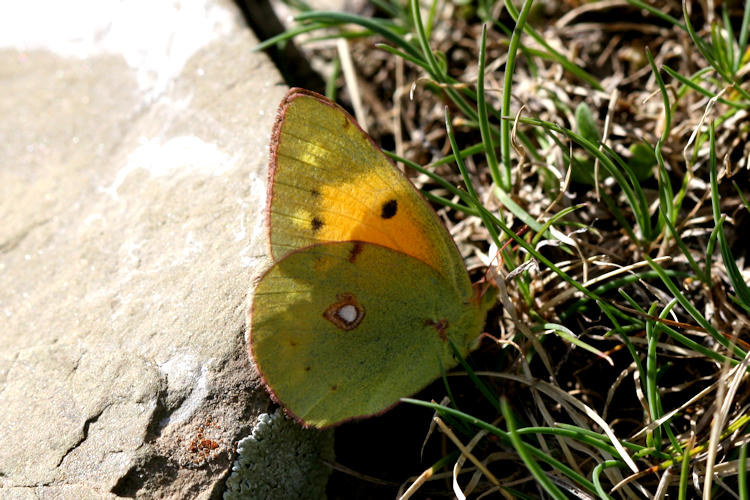 Colias aurorina heldreichi: Bild 20