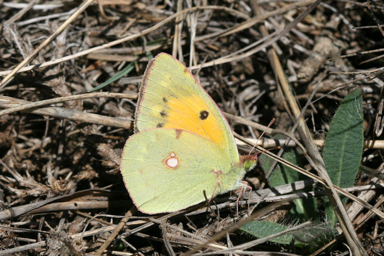 Colias aurorina heldreichi: Bild 21