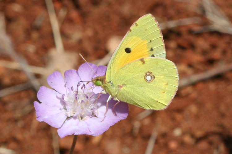 Colias crocea: Bild 14