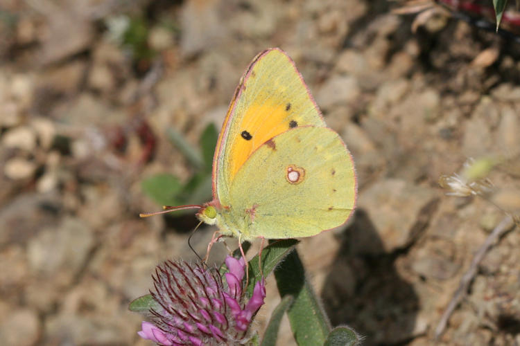 Colias crocea: Bild 17