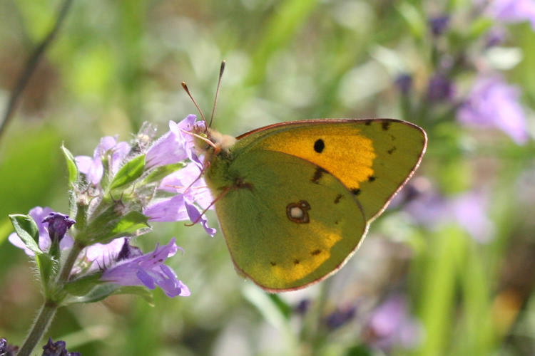 Colias crocea: Bild 5