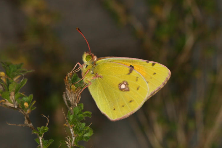 Colias caucasica balcanica: Bild 1