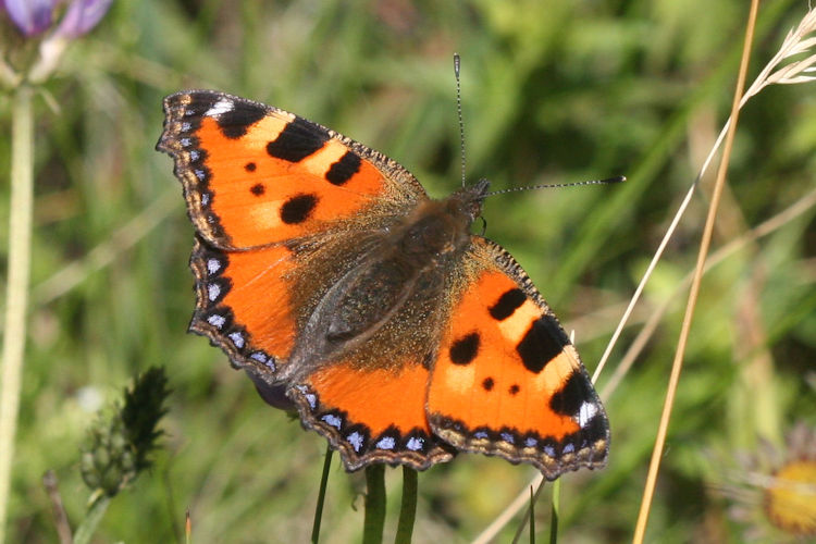 Aglais urticae: Bild 12