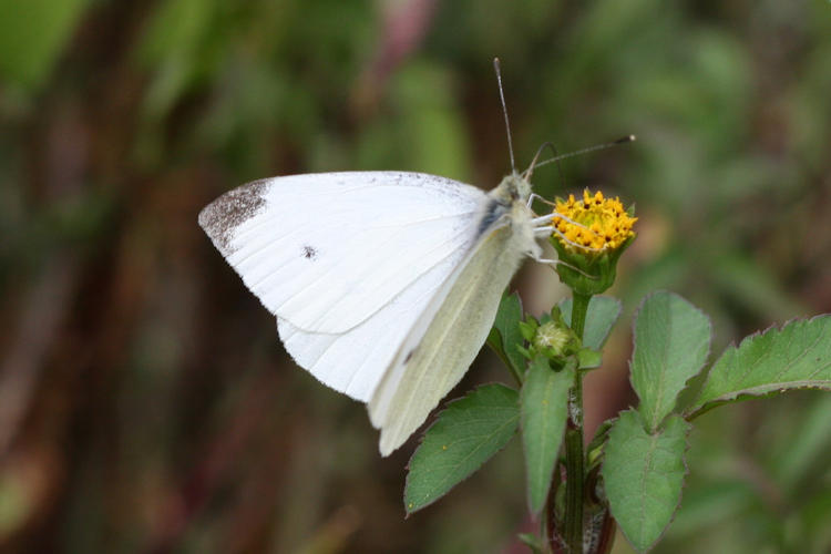 Pieris rapae: Bild 8