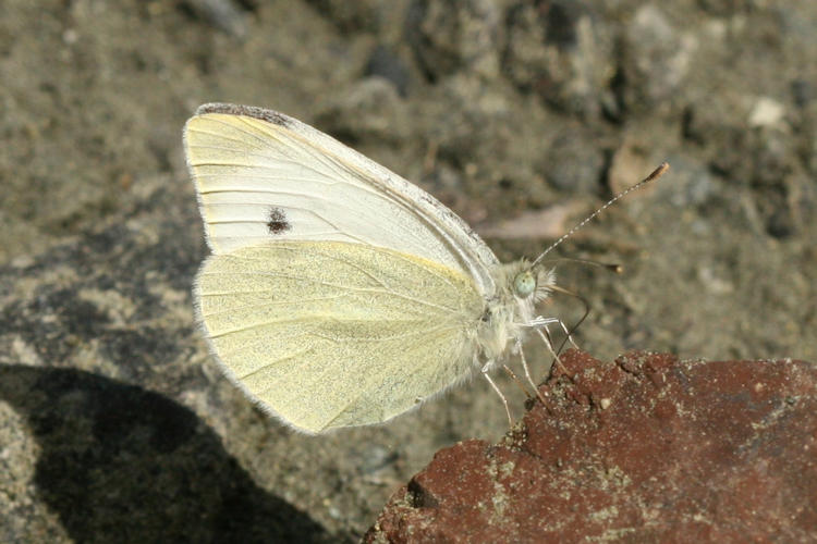 Pieris mannii mannii: Bild 4