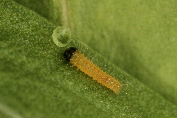 Pieris mannii alpigena: Bild 15