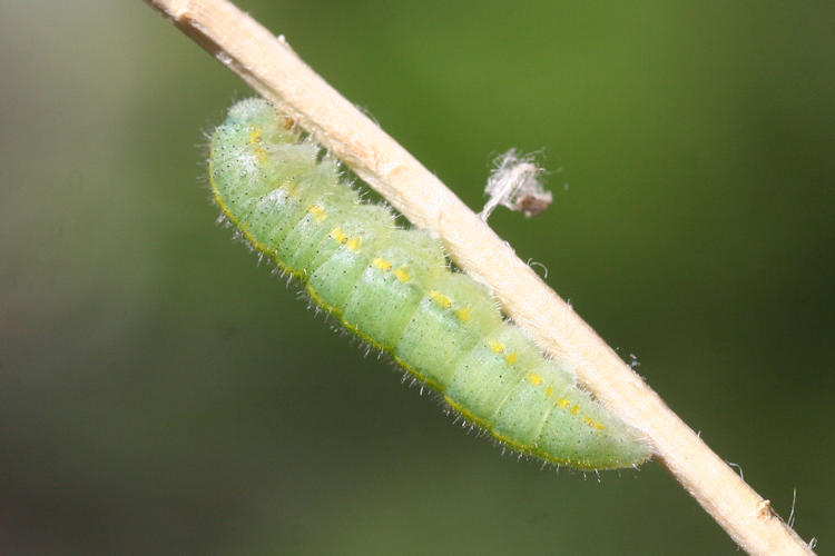 Pieris mannii alpigena: Bild 64