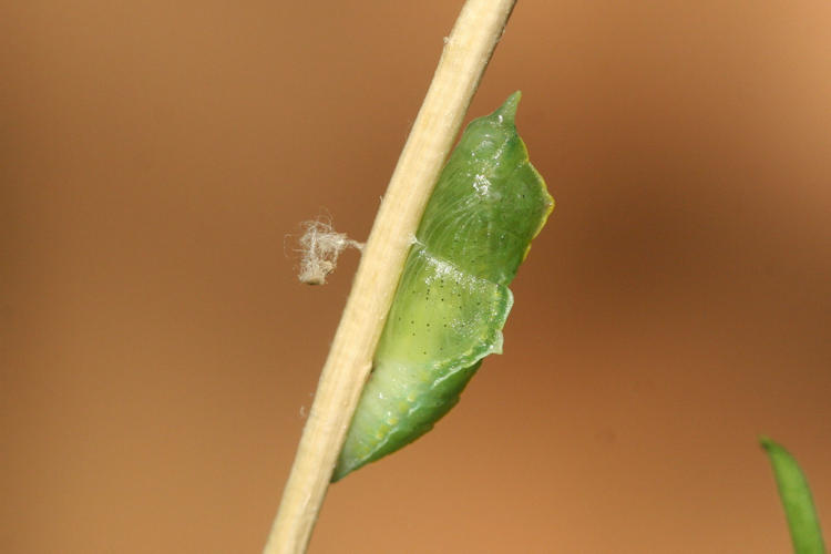 Pieris mannii alpigena: Bild 76