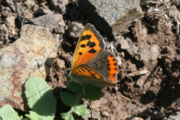 Lycaena phlaeas: Bild 16