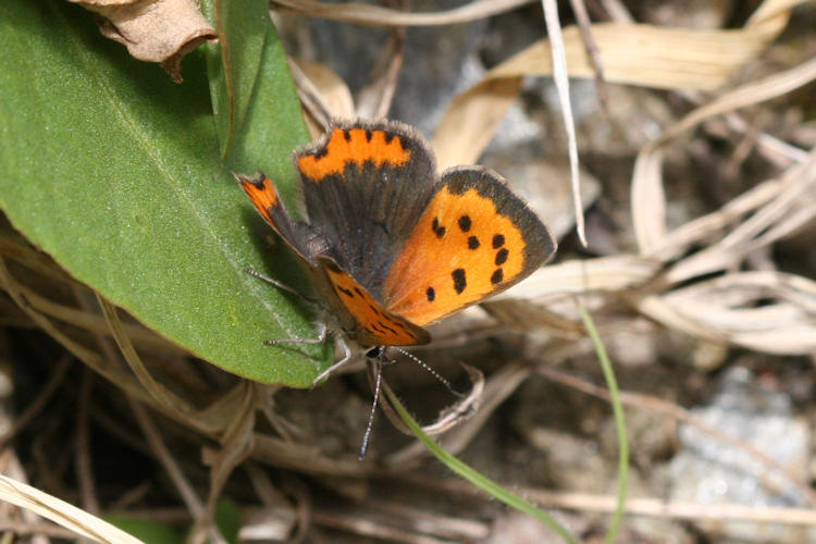 Lycaena phlaeas: Bild 22