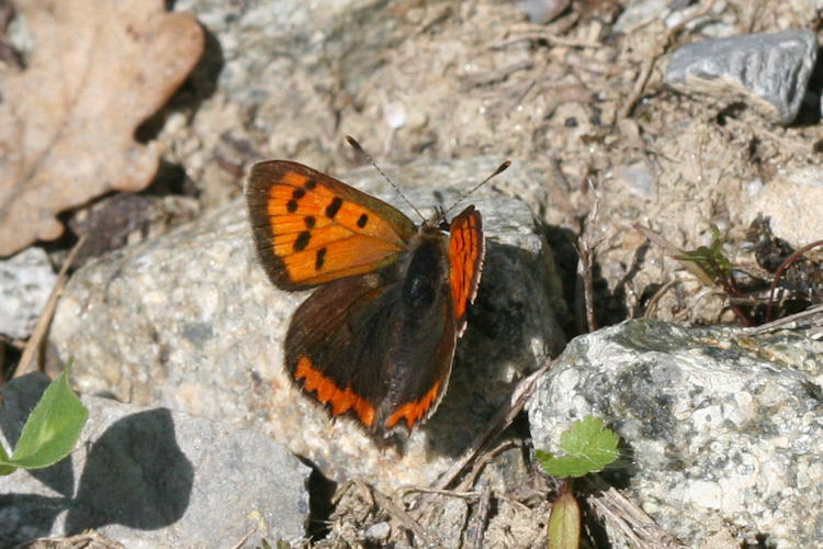 Lycaena phlaeas: Bild 23