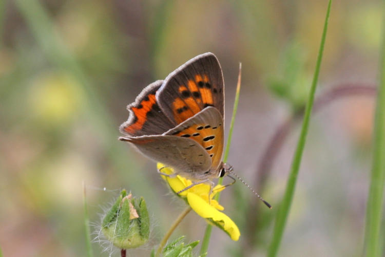 Lycaena phlaeas: Bild 39