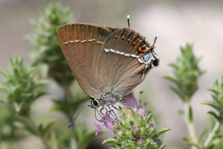 Satyrium spini: Bild 28