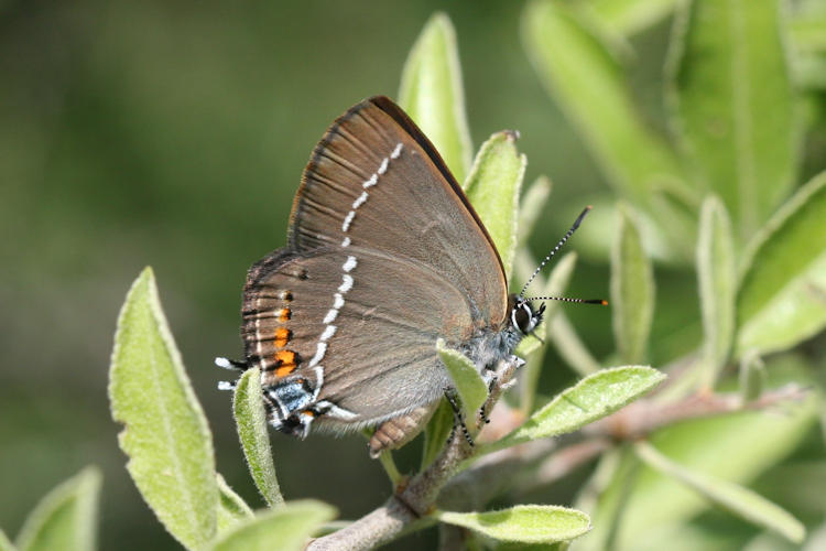 Satyrium spini: Bild 31