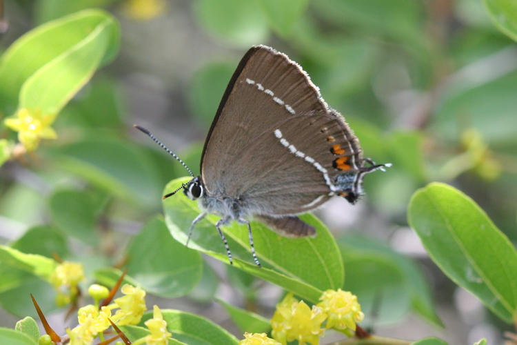 Satyrium spini: Bild 32