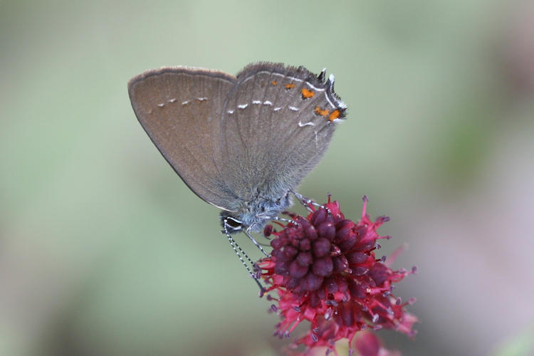 Satyrium ilicis: Bild 14