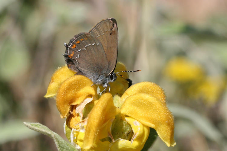 Satyrium ilicis: Bild 15