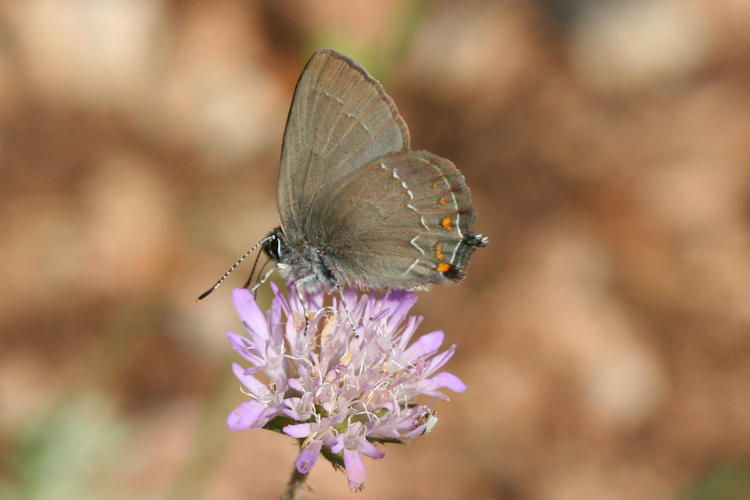 Satyrium ilicis: Bild 16