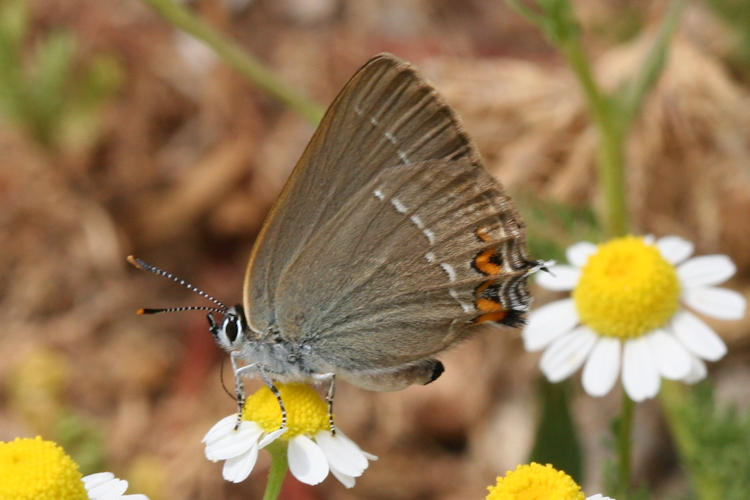 Satyrium acaciae: Bild 8