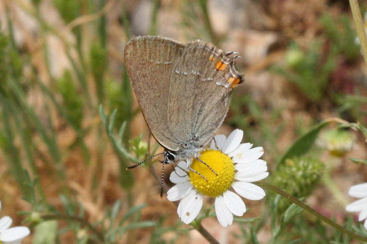 Satyrium acaciae: Bild 10