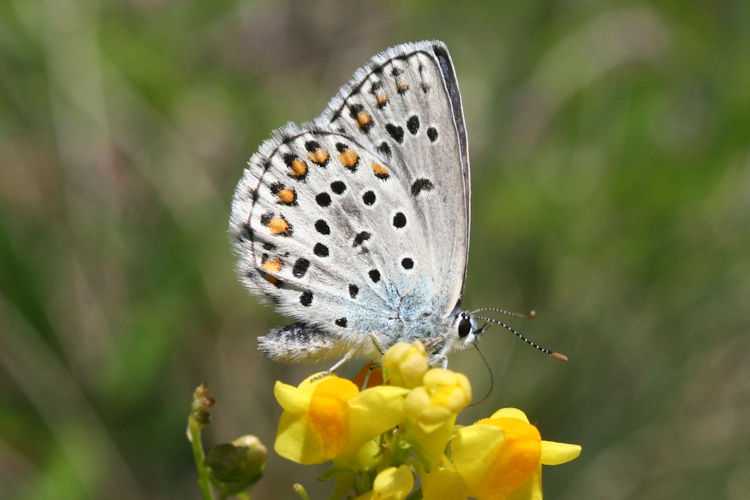 Plebejus trappi: Bild 8