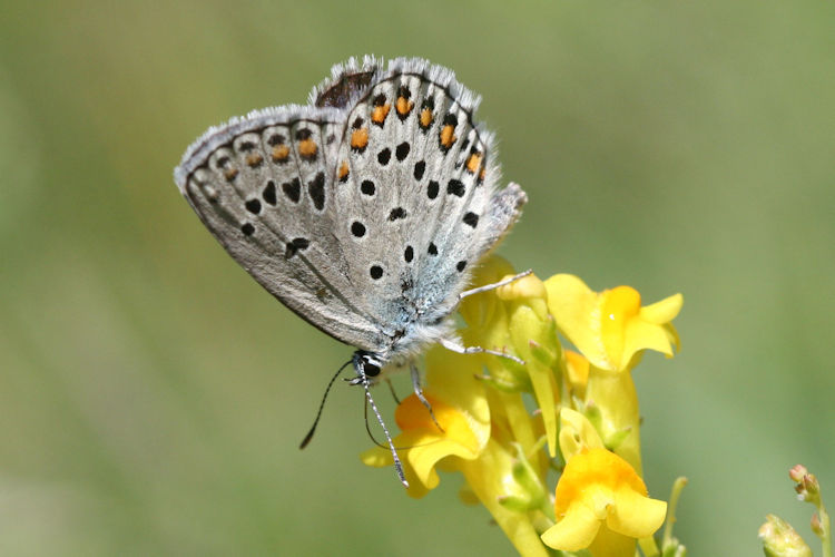 Plebejus trappi: Bild 9