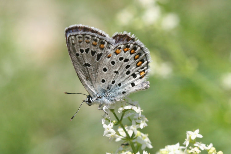 Plebejus trappi: Bild 10